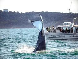 Sydney Intimate Whale Watching Cruise on Small Boat